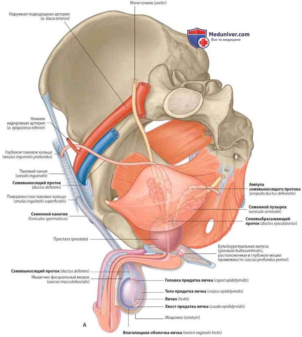 Семявыносящий проток (ductus deferens): анатомия, топография
