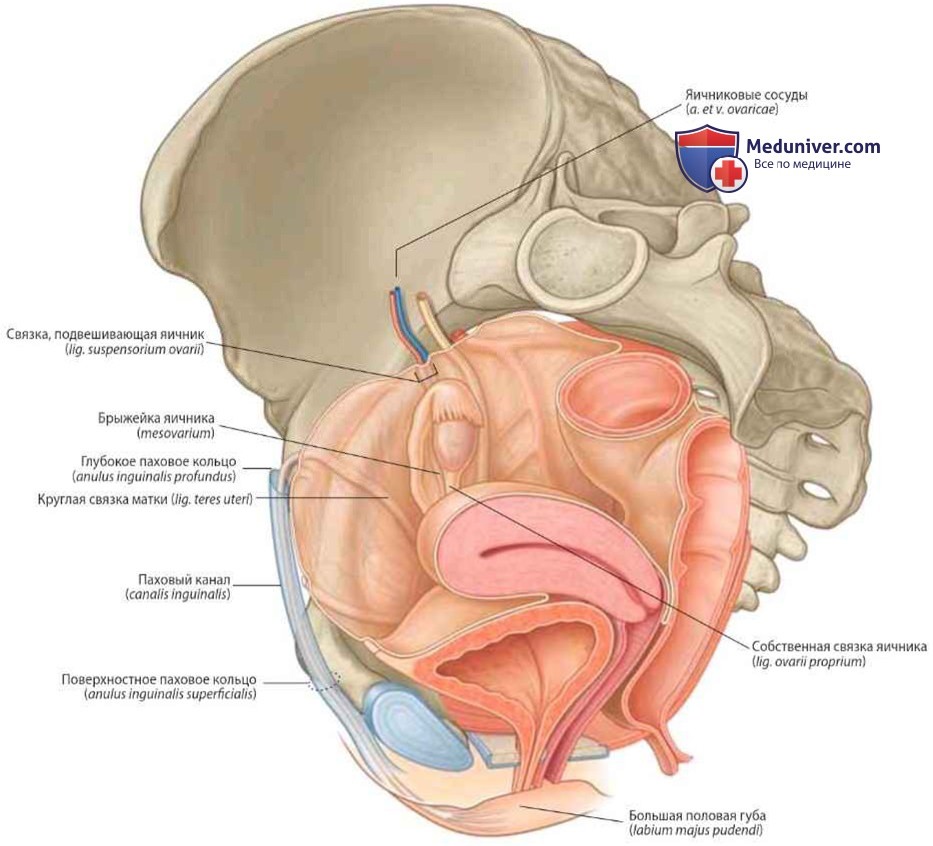 Яичники (ovarium): анатомия, топография