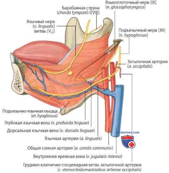 Кровоснабжение языка (артерии, вены): анатомия, топография