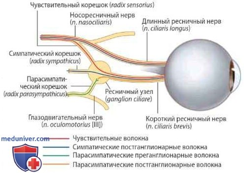 Иннервация глазницы и глазного яблока: нервы