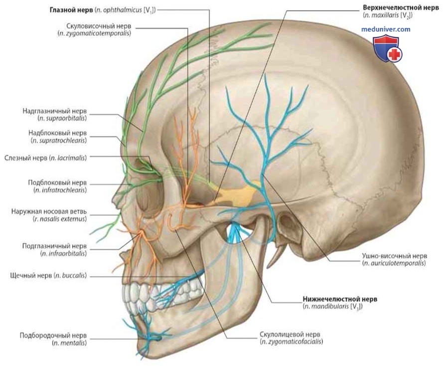 Иннервация лица: анатомия, топография
