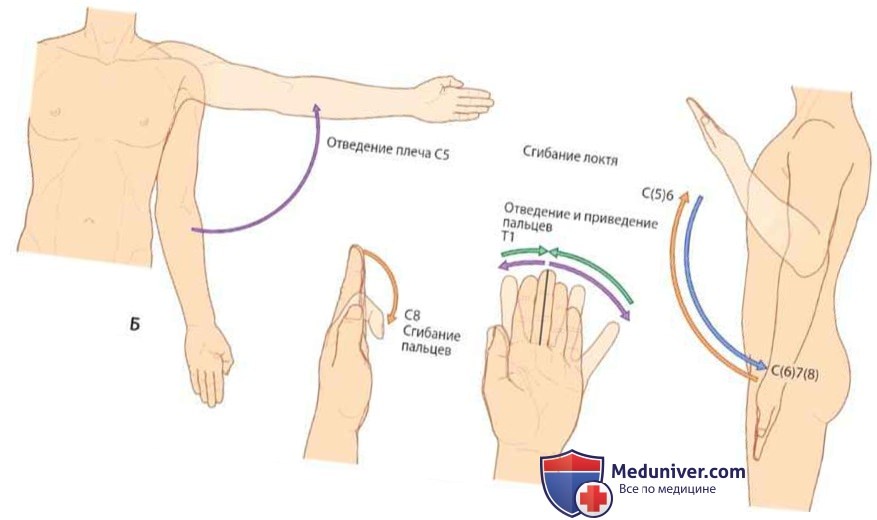 Иннервация верхней конечности (руки) шейными и верхними грудными нервами