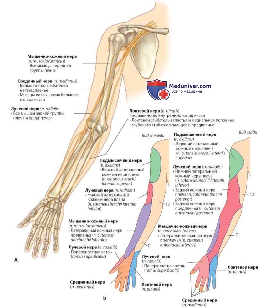 Иннервация верхней конечности (руки) шейными и верхними грудными нервами