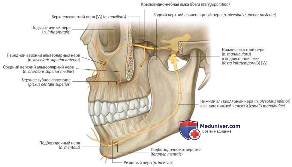 Иннервация зубов и десен (нервы): анатомия, топография