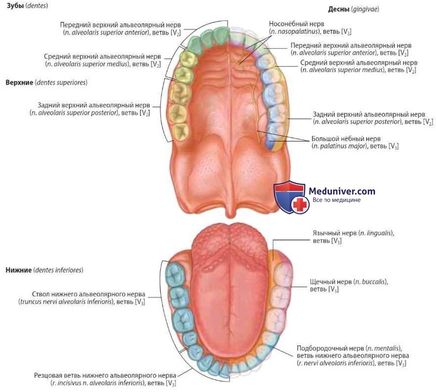 Иннервация зубов и десен (нервы): анатомия, топография