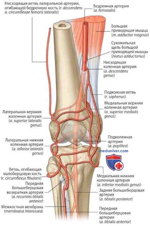 Кровоснабжение коленного сустава