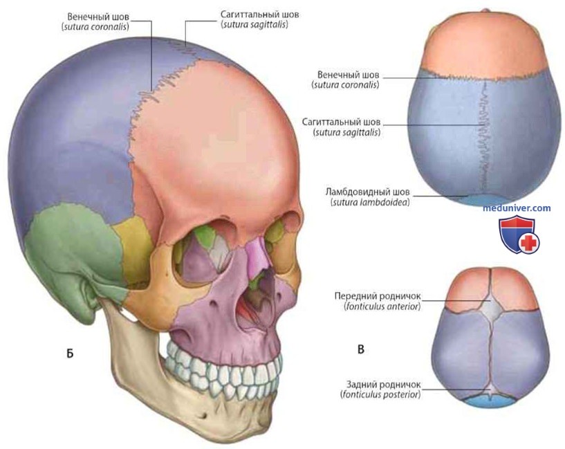 Основные компоненты головы и шеи