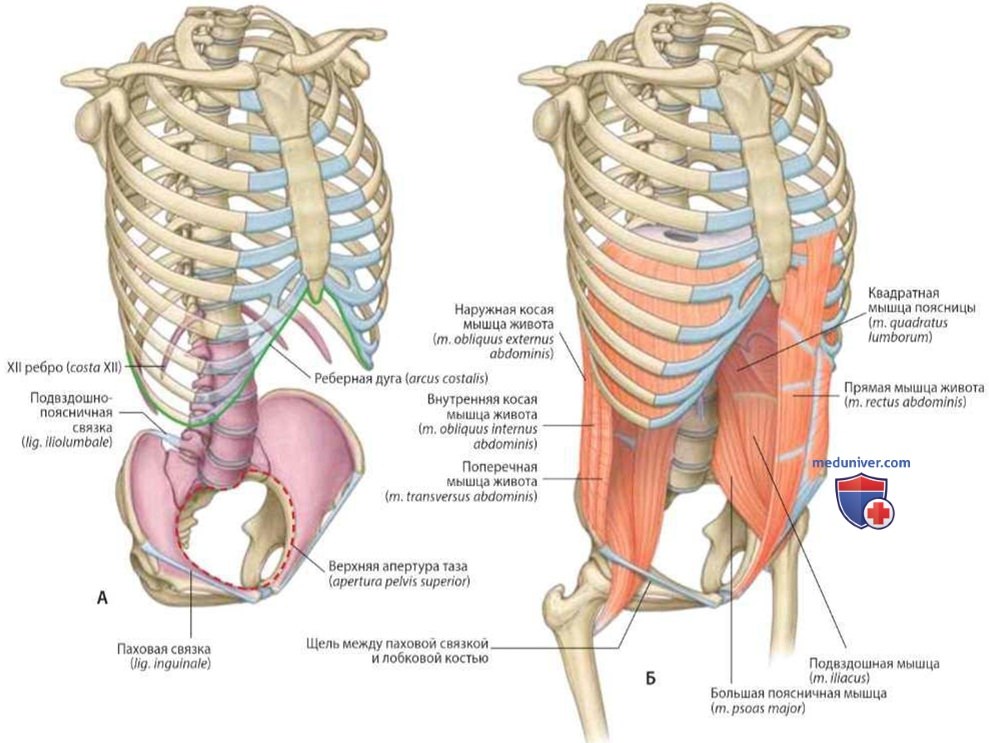 Стенка брюшной полости: основные анатомические элементы