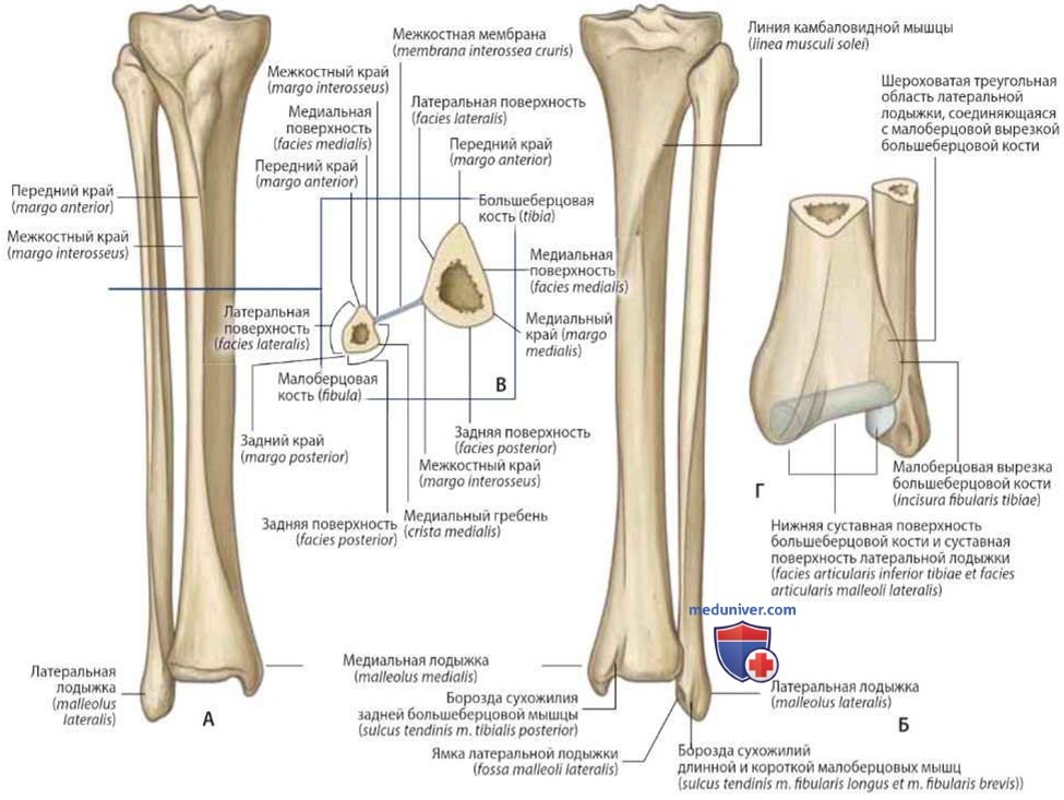 Кости голени: анатомия, топография