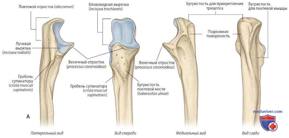 Кости плеча: анатомия, топография