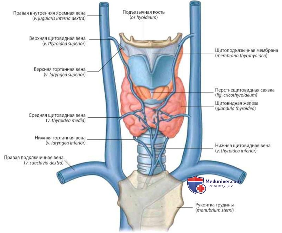 Артерии щитовидной железы. Гортань кровоснабжение и венозный отток. Верхняя щитовидная артерия анатомия. Кровоснабжение гортани. Гортань топография строение кровоснабжение иннервация.