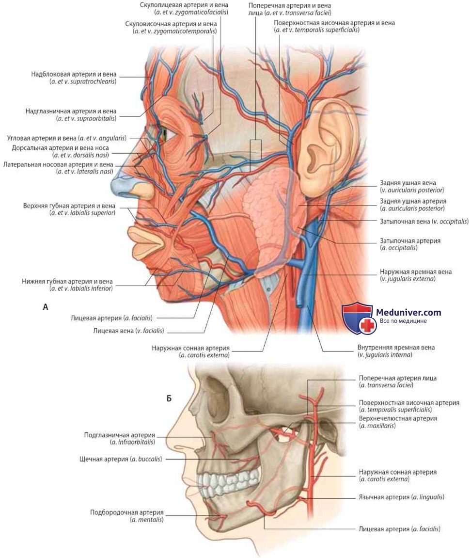 Кровоснабжение лица: анатомия, топография