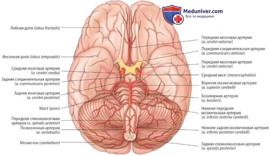 Кровоснабжение головного мозга: анатомия, топография
