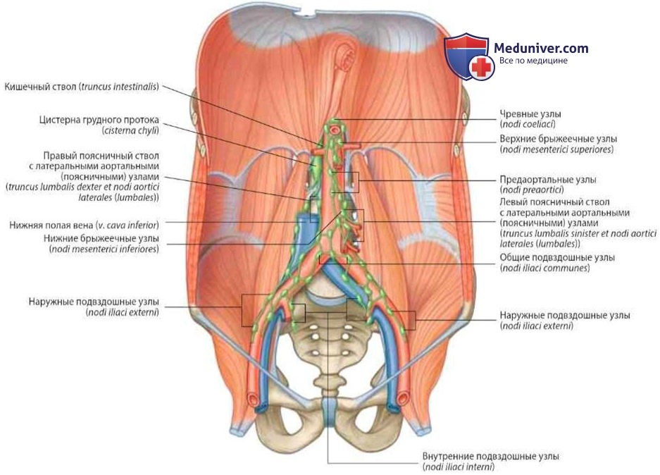 Лимфатическая система брюшной полости: анатомия, топография