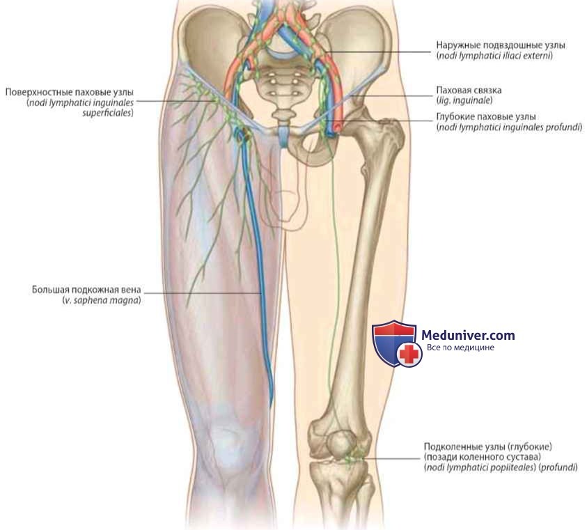 Лимфатическая система нижних конечностей: анатомия, топография