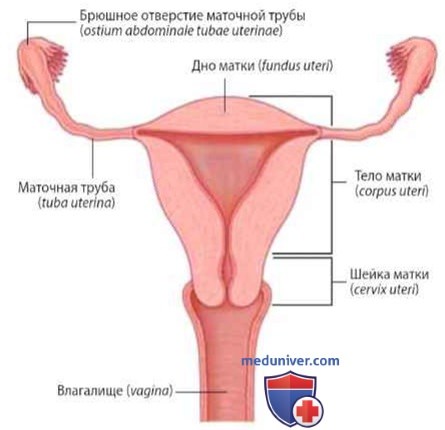 Маточные трубы (tuba uterina): анатомия, топография