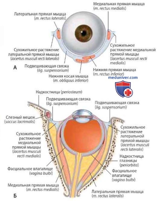Мышцы глаза (глазного яблока): анатомия, топография