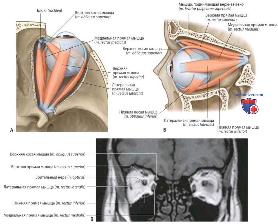 Мышцы глаза (глазного яблока): анатомия, топография