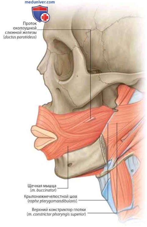 Мышцы лица: анатомия, топография
