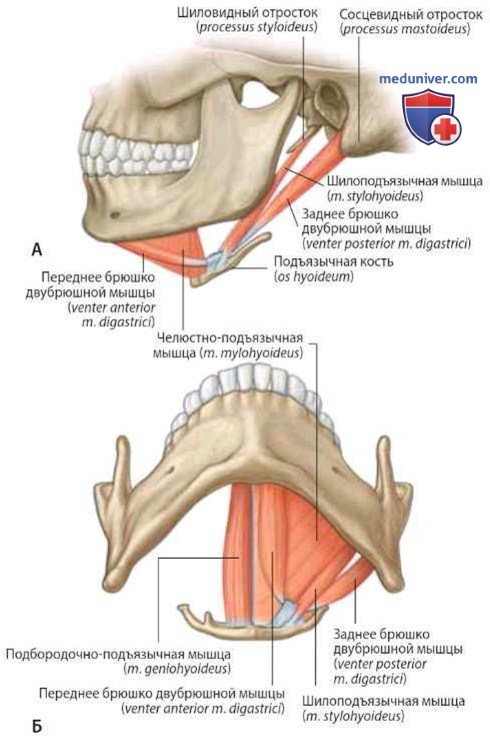 Мышцы переднего треугольника шеи: анатомия, топография