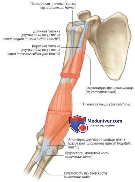 Мышцы плеча: анатомия, топография