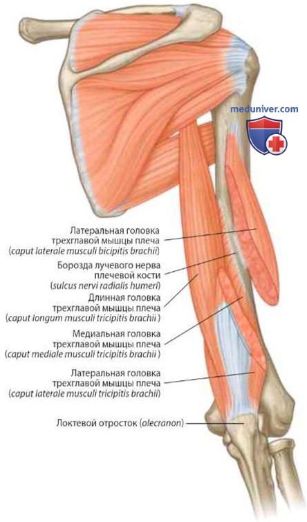 Мышцы плеча: анатомия, топография