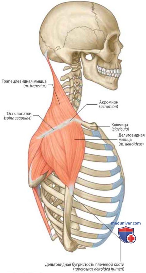 Мышцы плечевого пояса: анатомия, топография