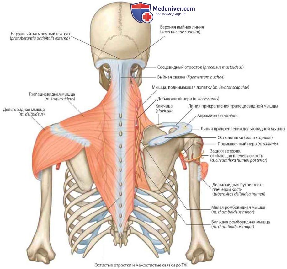 Мышцы плечевого пояса: анатомия, топография
