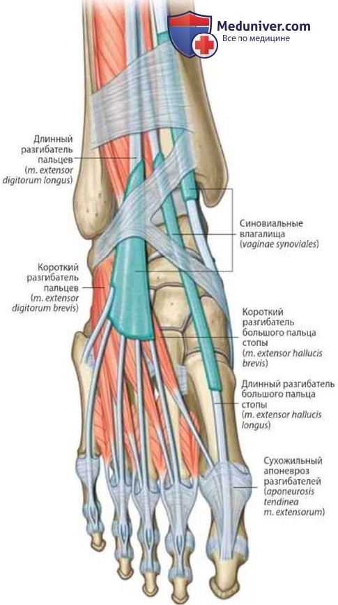 Мышцы стопы: анатомия, топография