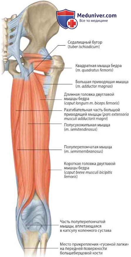 Мышцы заднего фасциального ложа бедра: анатомия, топография