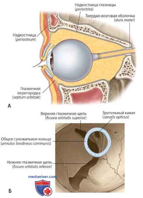 Надкостница глазницы (periorbita): анатомия, топография