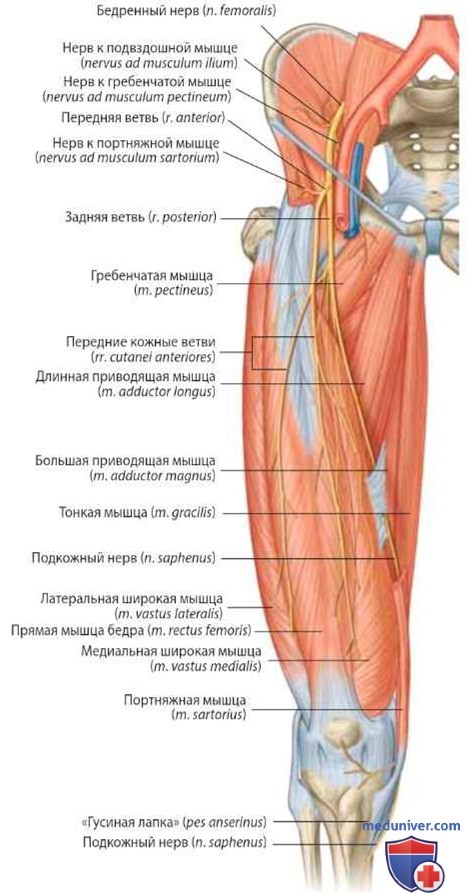 Нервы бедра (иннервация бедра): анатомия, топография