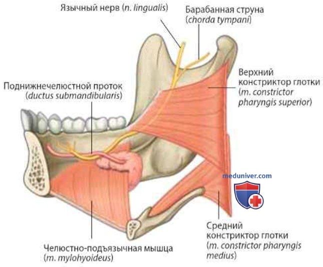 Иннервация языка (нервы): анатомия, топография