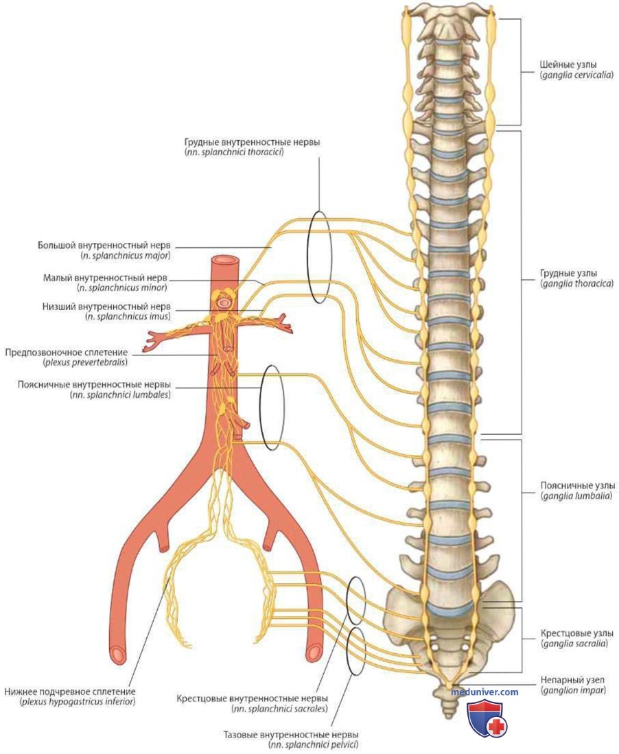 Нервы для иннервация органов брюшной полости