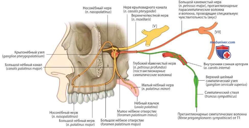 Иннервация нёба (нервы): анатомия, топография
