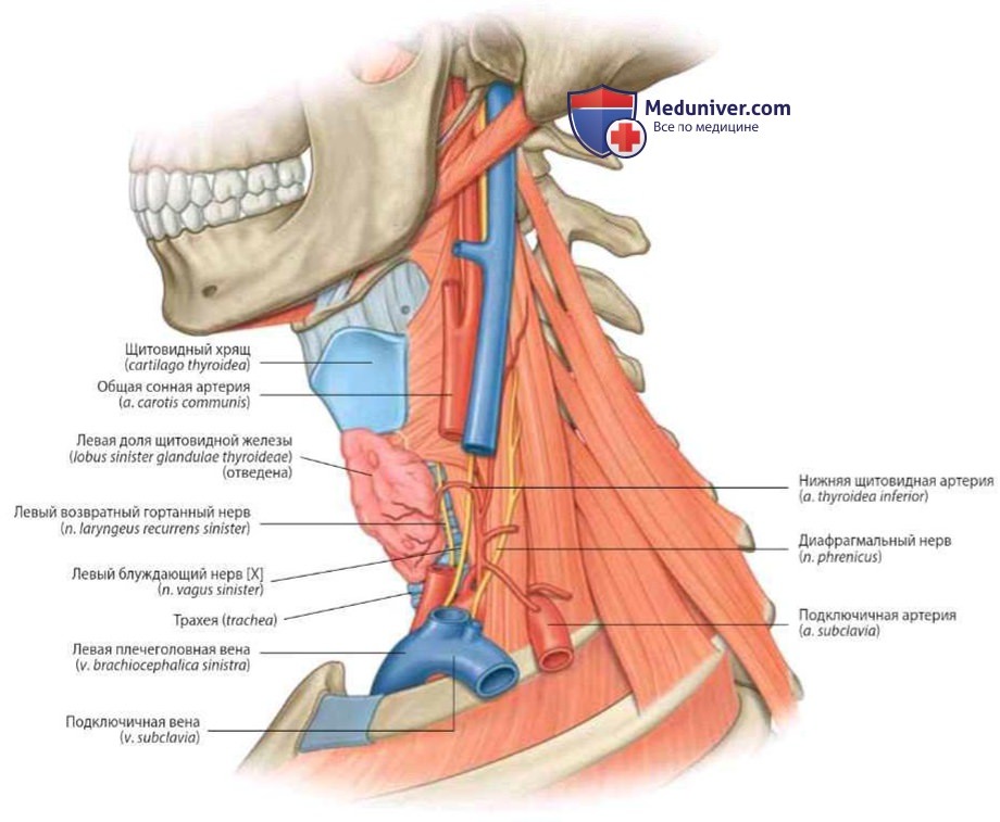 Нервы основания шеи: анатомия, топография