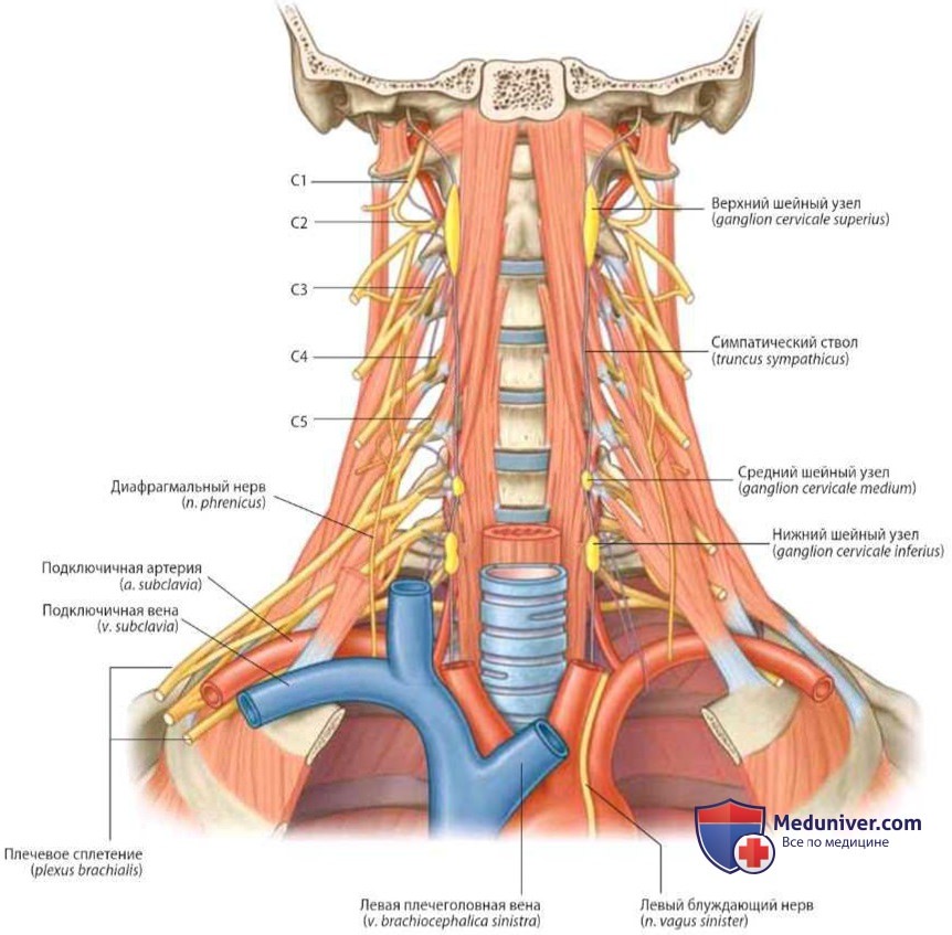 Нервы основания шеи: анатомия, топография