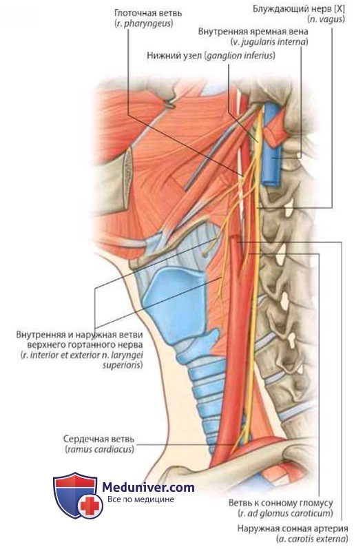 Нервы переднего треугольника шеи: анатомия, топография