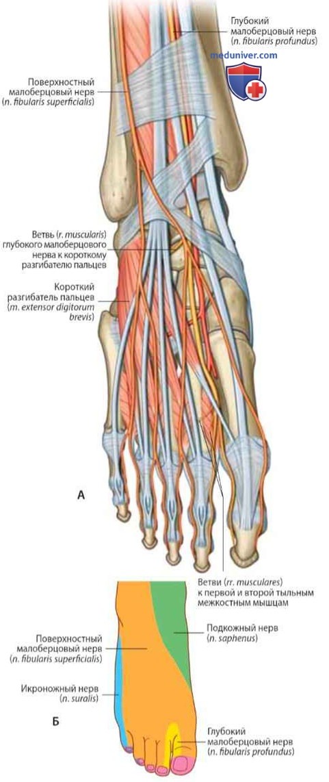 Нервы стопы (иннервация стопы): анатомия, топография
