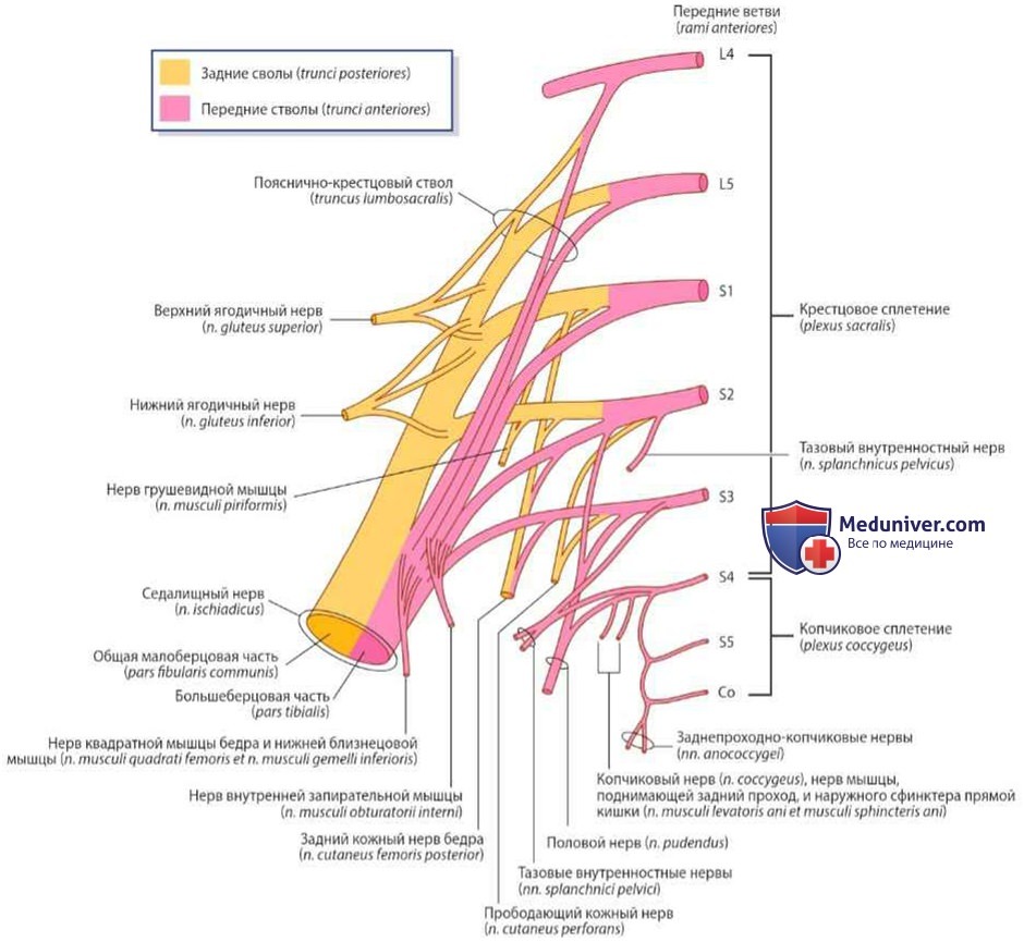 Нервы таза и промежности: анатомия, топография