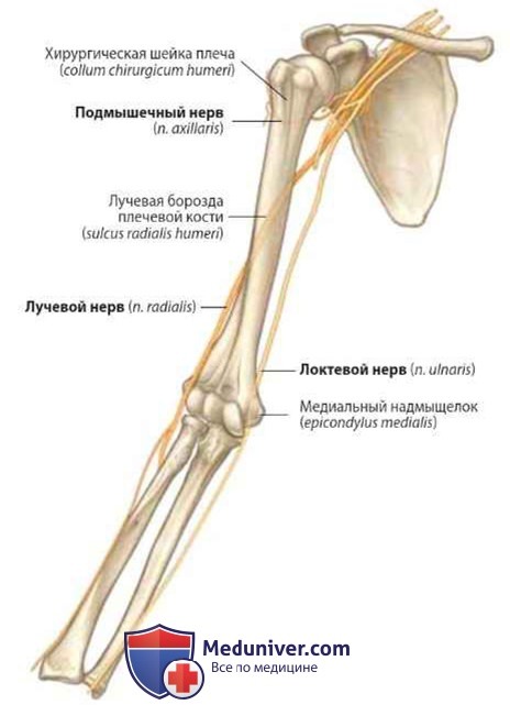 Нервы прилежащие к костям верхней конечности (руки)