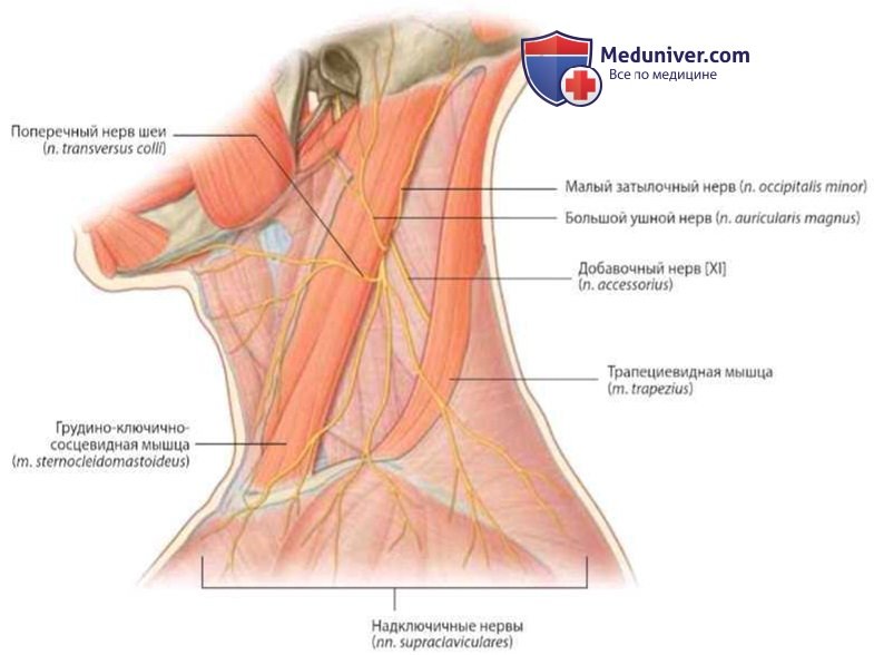 Нервы заднего треугольника шеи: анатомия, топография