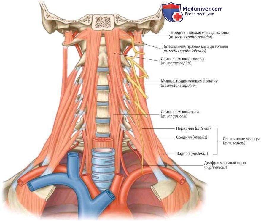 Нервы заднего треугольника шеи: анатомия, топография