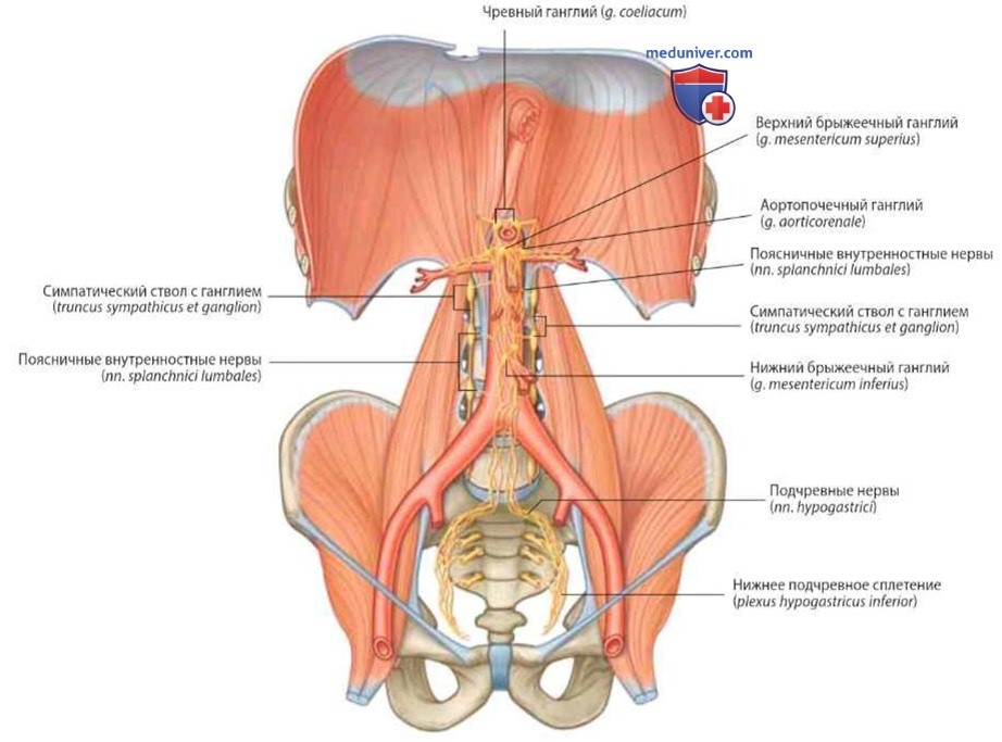 Симпатические стволы и внутренностные нервы задней брюшной полости: анатомия, топография