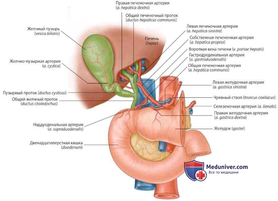 Общая печеночная артерия (a. hepatica communis): анатомия, топография