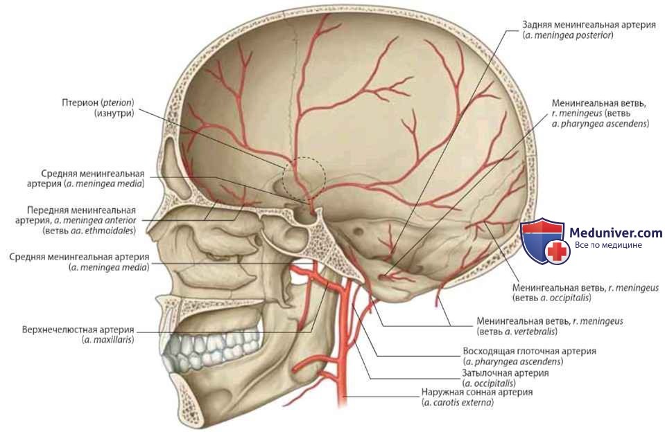 Оболочки головного мозга: анатомия, топография
