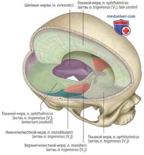 Оболочки головного мозга: анатомия, топография