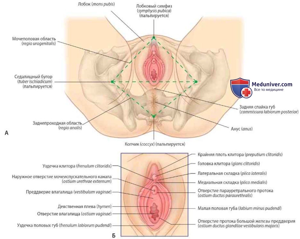 Поверхностные отделы наружных половых органов: анатомия, топография
