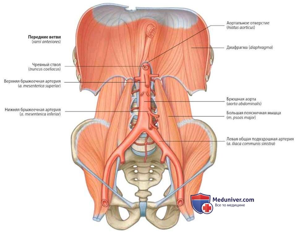 Передние ветви брюшной аорты: анатомия, топография