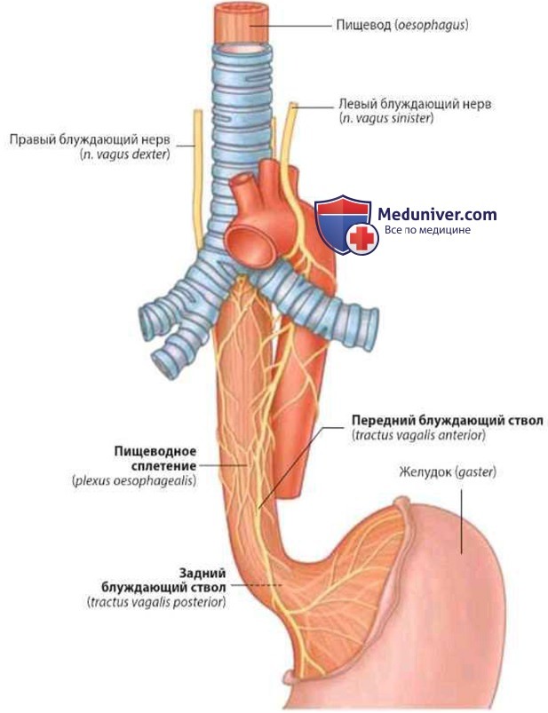 Артерии пищевода. Блуждающий нерв и пищевод. Нервы пищевода. Блуждающие нервы на пищеводе. Пищеводные ветви блуждающего нерва.